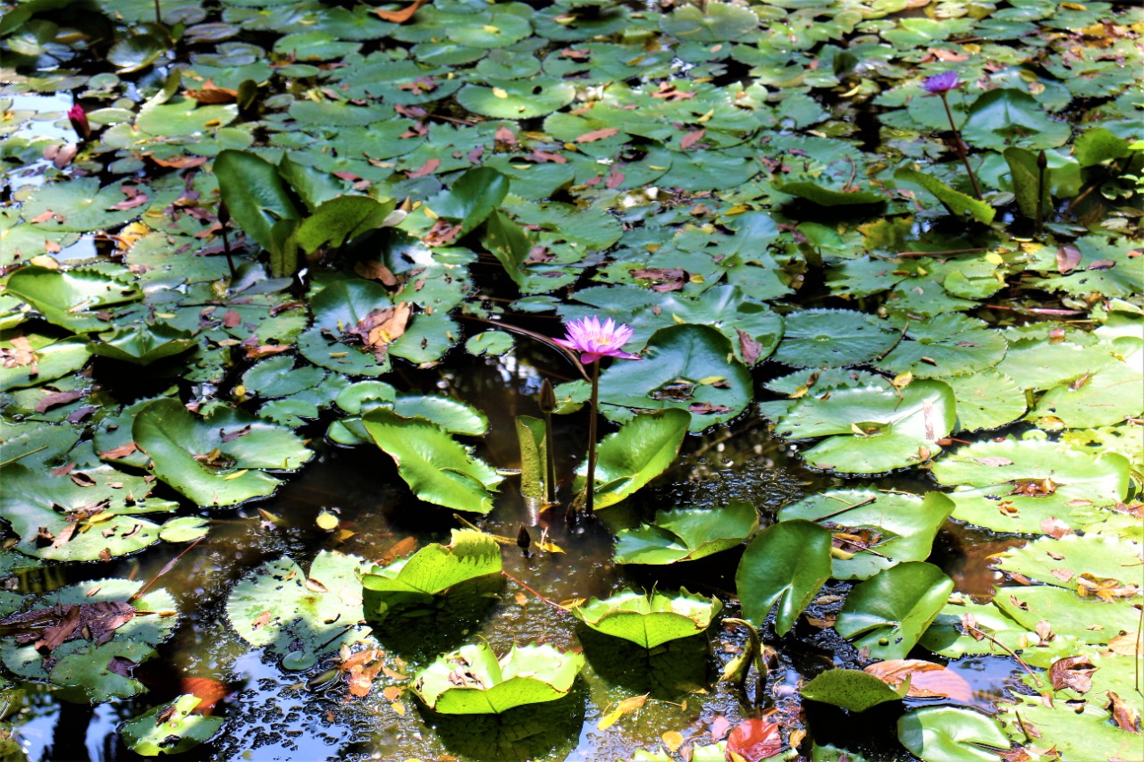 Kithula Eco Lodge Image 2